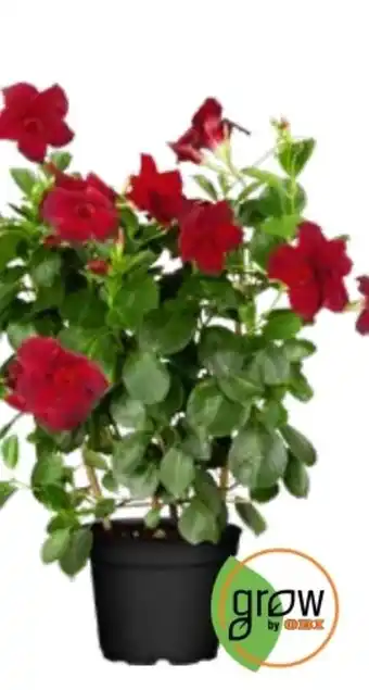 OBI Dipladenia Busch Angebot