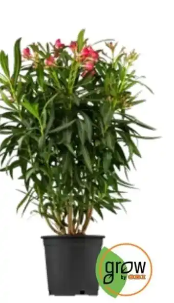 OBI Oleander Angebot