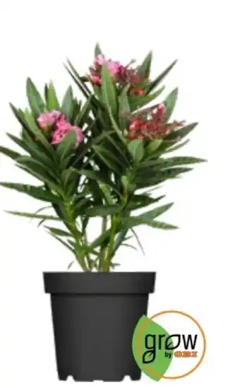 OBI Oleander Busch Angebot