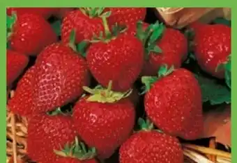 OBI Gartenerdbeere Angebot