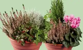 Lidl Herbstschale Mix Angebot