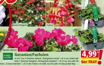 Norma Geranien/Fuchsien Angebot