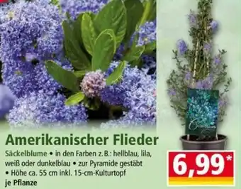 Norma Amerikanischer Flieder Angebot