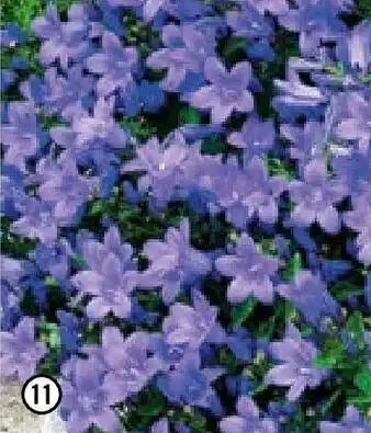 Hornbach Steinsame Angebot