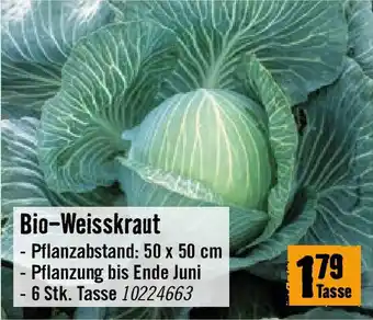 Hornbach Bio-Weisskraut Angebot