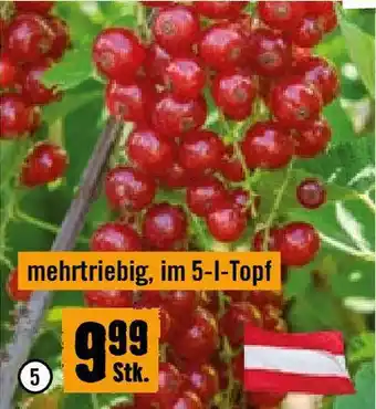 Hornbach Brombeere Thornless Evergreen Angebot