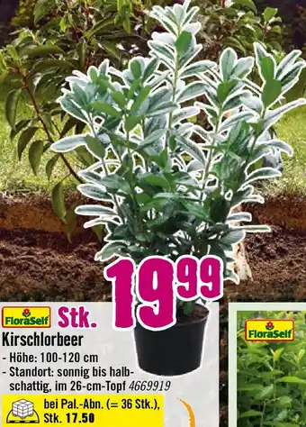 Hornbach Kirschlorbeer Angebot