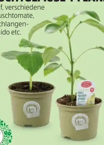 Hofer Bio-Fruchtgemüse-Pflanze Angebot