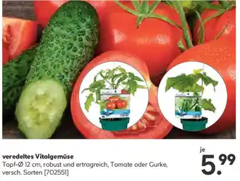 Hellweg veredeltes Vitalgemüse Angebot