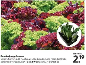 Hellweg Gemüsejungpflanzen Angebot