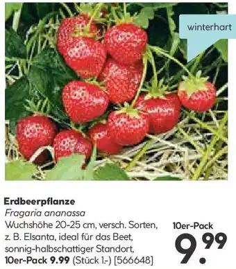 Hellweg Erdbeerpflanze Angebot