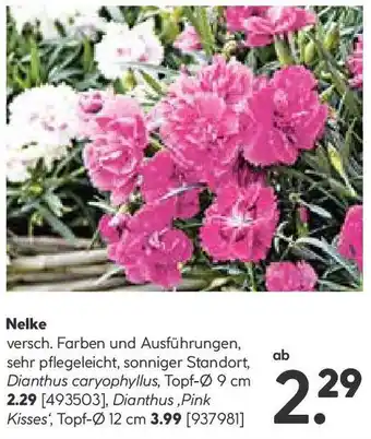 Hellweg Nelke 9cm Angebot