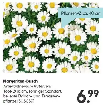 Hellweg Margeriten-Busch Angebot