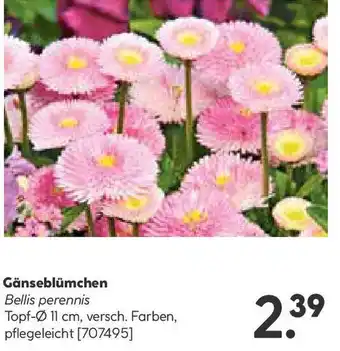 Hellweg Gänseblümchen Angebot