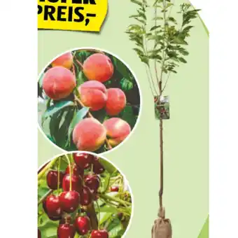 Hofer Obstbaum verschiedene Sorten HOFER 1 Stück Angebot