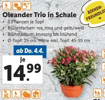 Lidl Oleander Trio in Schale Angebot