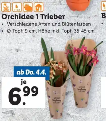 Lidl Orchidee 1 Trieber Angebot