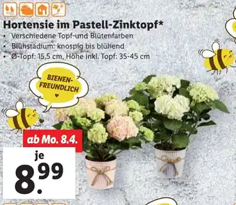 Lidl Hortensie im Pastell-Zinktopf Angebot