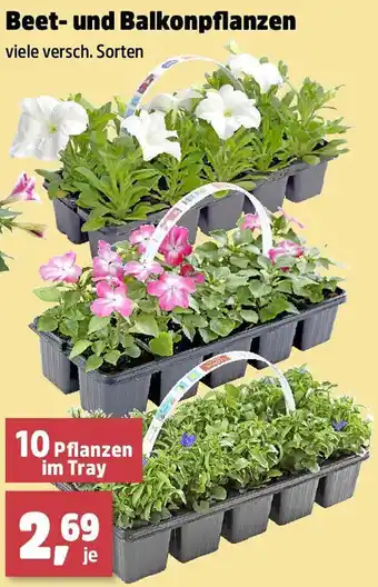 Thomas Philipps Beet- und Balkonpflanzen Angebot