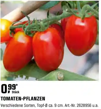 OBI TOMATEN-PFLANZEN Angebot