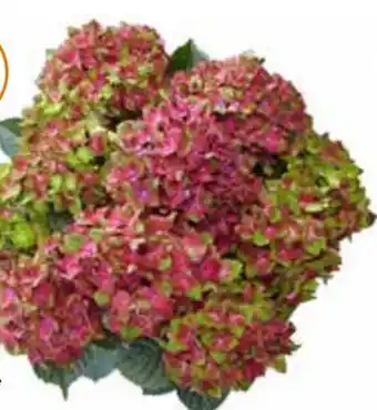 OBI Hortensie Schloss Wackerbarth Angebot