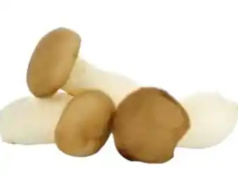 Transgourmet Bio Kräuterseitlinge Angebot