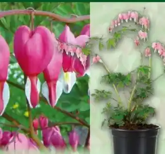 Norma Tränendes Herz Angebot