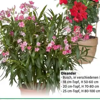 Bauhaus Oleander Angebot