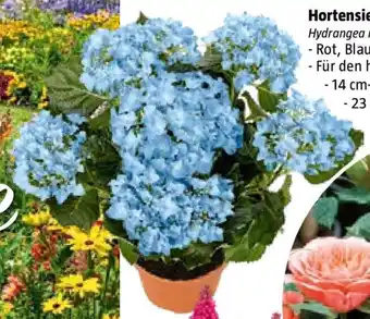 Bauhaus Hortensie Angebot