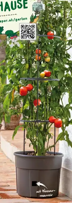 Interspar Tomatentopf Angebot