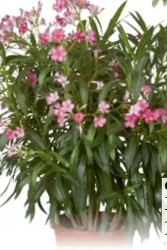 Bauhaus Oleander Angebot