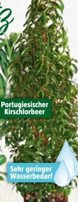 Bauhaus Portugiesischer Kirschlorbeer Angebot