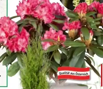 Bauhaus Rhododendron Angebot