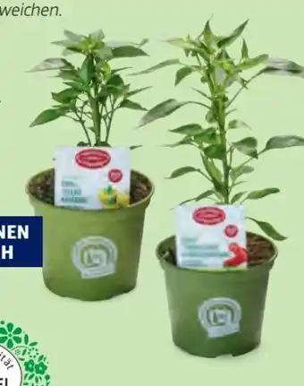 Hofer Bio Paprika Chilirarität Angebot