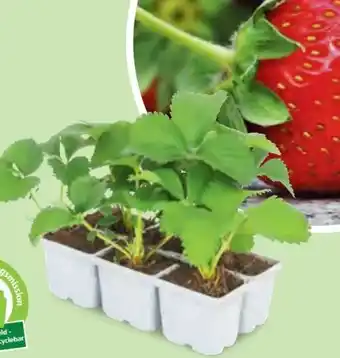 Hofer Erdbeerpflanzen Angebot