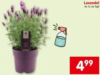 Interspar Lavendel   Im 12 cm Topf Angebot