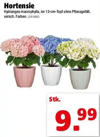 Liebmarkt Hortensie Angebot