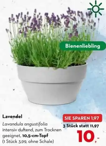 Bellaflora Lavendel Angebot