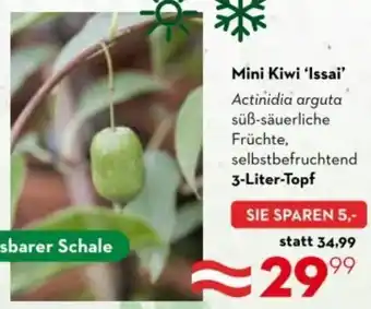 Mini Kiwi 'Issai'