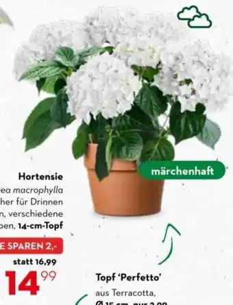 Bellaflora Hortensie Angebot