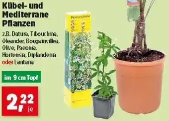 Thomas Philipps Kübel- und Mediterrane Pflanzen Angebot