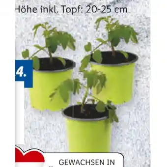 Lidl Bio Gemüsepflanzen verschiedene Sorten Lidl 1 Stück Angebot