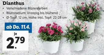 Lidl Dianthus Angebot