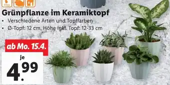 Lidl Grünpflanze im Keramiktopf Angebot