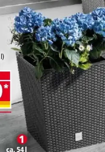 Norma Blumentöpfe Angebot