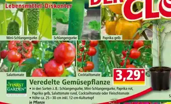 Norma Veredelte Gemüsepflanze Angebot