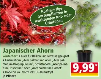 Norma Japanischer Ahorn Angebot