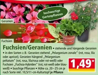 Norma Fuchsien/Geranien Angebot