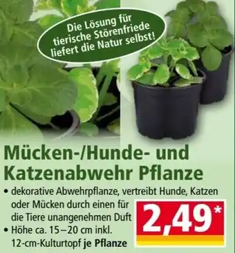 Norma Mücken-/Hunde- und Katzenabwehr Pflanze Angebot