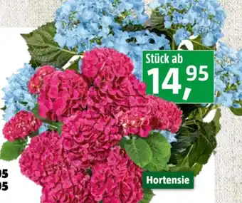 Bauhaus Hortensie Angebot